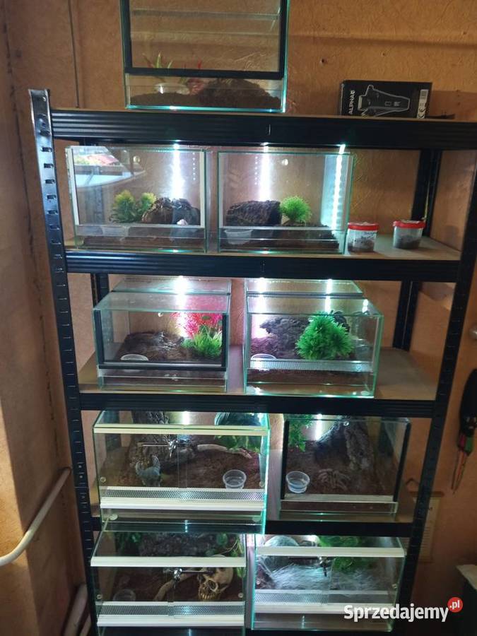 Kolekcja ptaszników Chomęcice