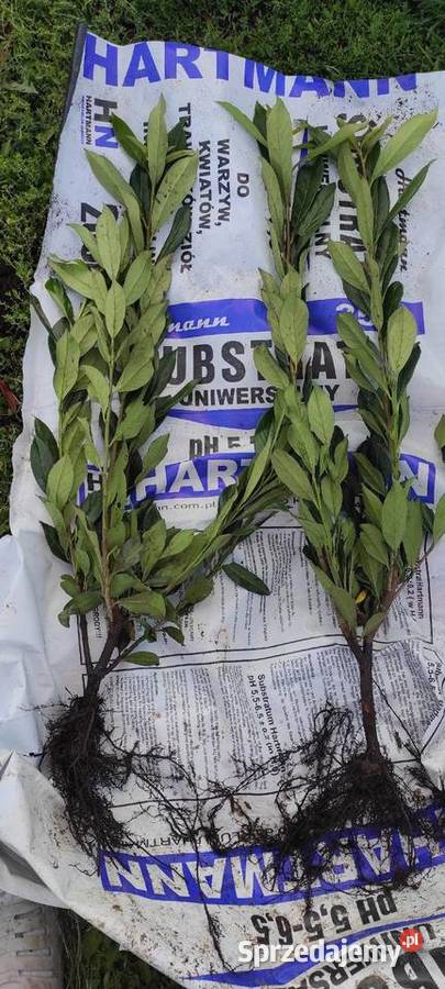 Laurowiśnia 80 WYPRZEDAŻ Jarosław