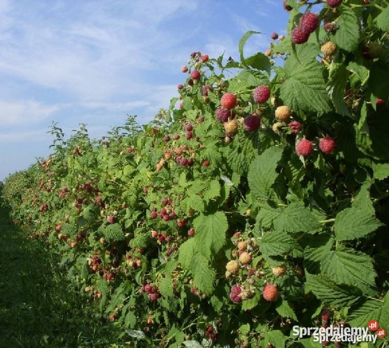 maliny czerwone sadzonki kujawsko-pomorskie sprzedam