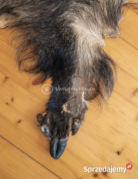 Dzik dekoracyjny skóra z dzika na podłogę skóra małopolskie