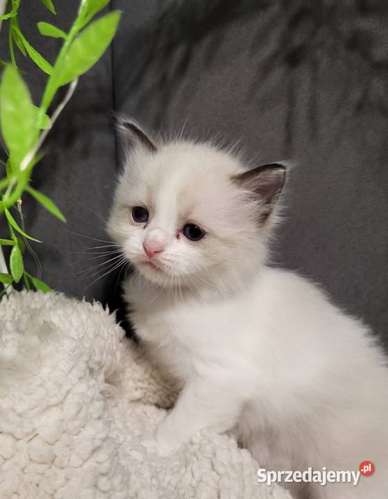 Ragdoll dwaj bracia bicolor Piorunówek