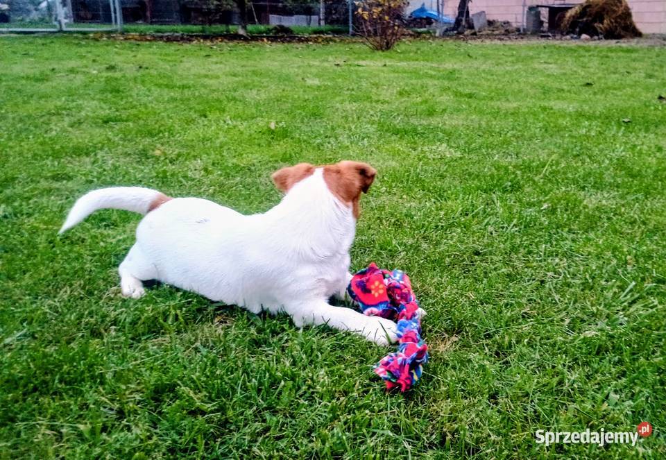 Piesek Jack Russell Terrier FCI ZkwP sprzedam