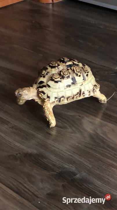 Żółw lamparci ok8 letni samiczka