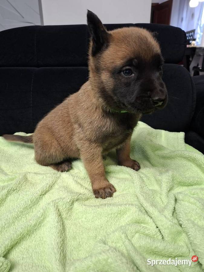 Owczarek Belgijski Malinois Szczeniaki Owczarek Częstochowa