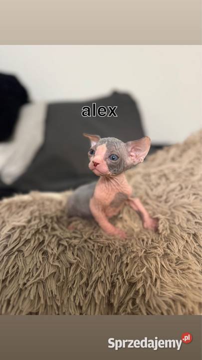 kociaki sfinks kanadyjski sfinksy kocurki koty mazowieckie Skuszew