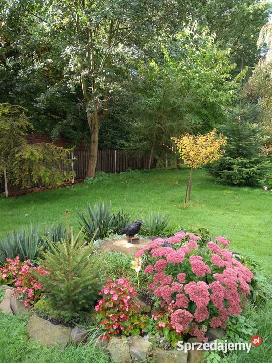 Sprzedam dom w nowej wsi głubczycka Głubczyce