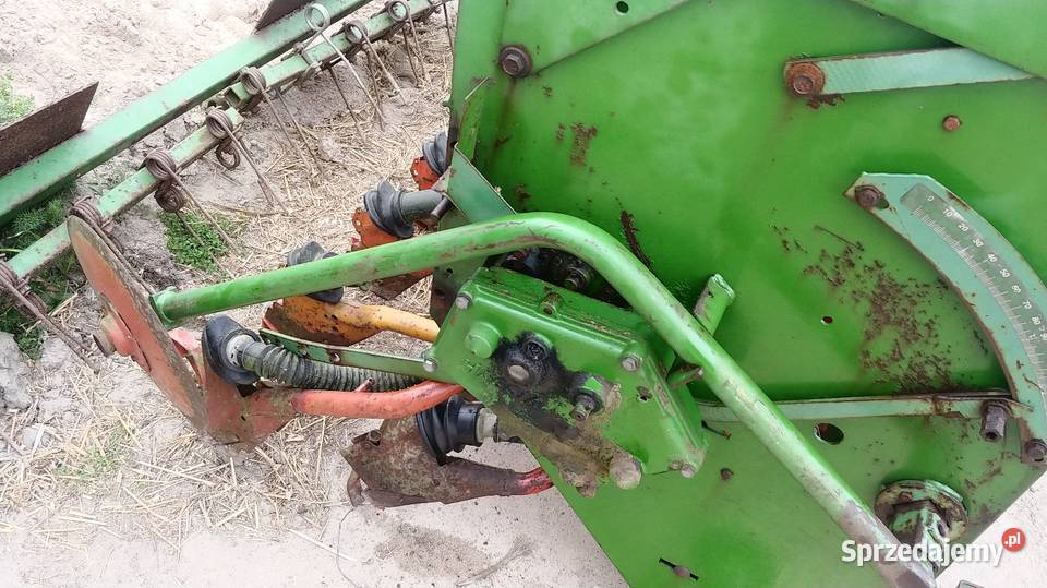 Redlica krótka długa hassia lemken kongskidle Czyżew