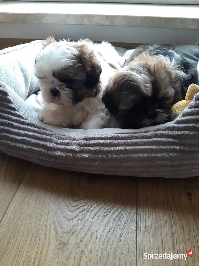 Shih tzu szczenięta do rezerwacji Katowice