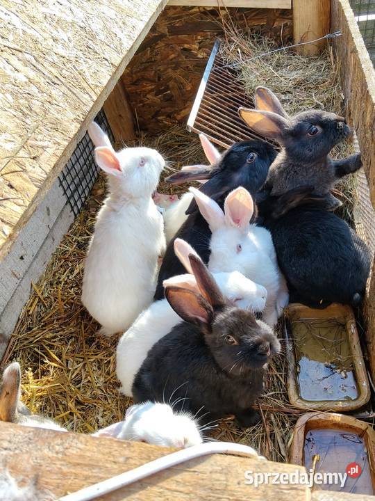 Sprzedam króliki zwykłe mięsne sprzedam