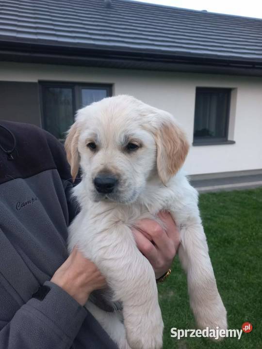Golden Retriever szczeniaki Łaszczów