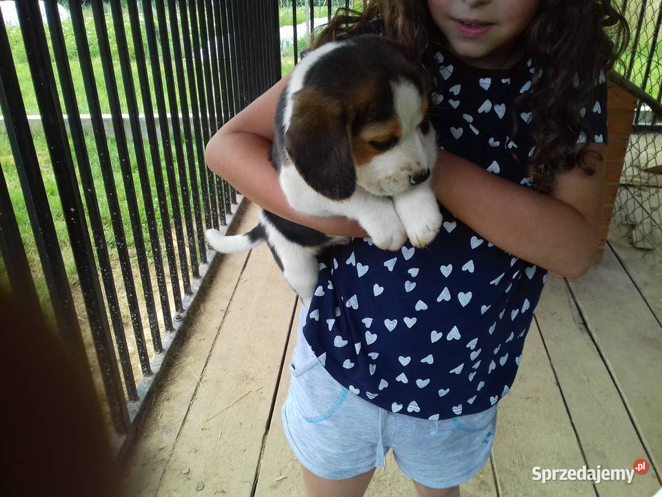 Piesek rasy Beagle z rodowodem Gnojnik