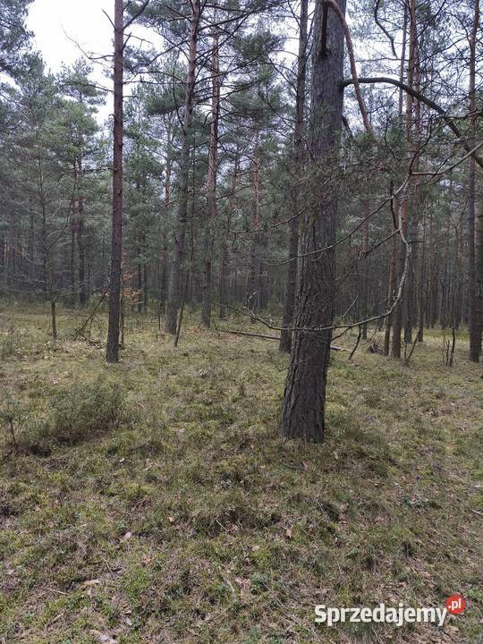 Sprzedam działkę leśną las Kotowice sprzedam