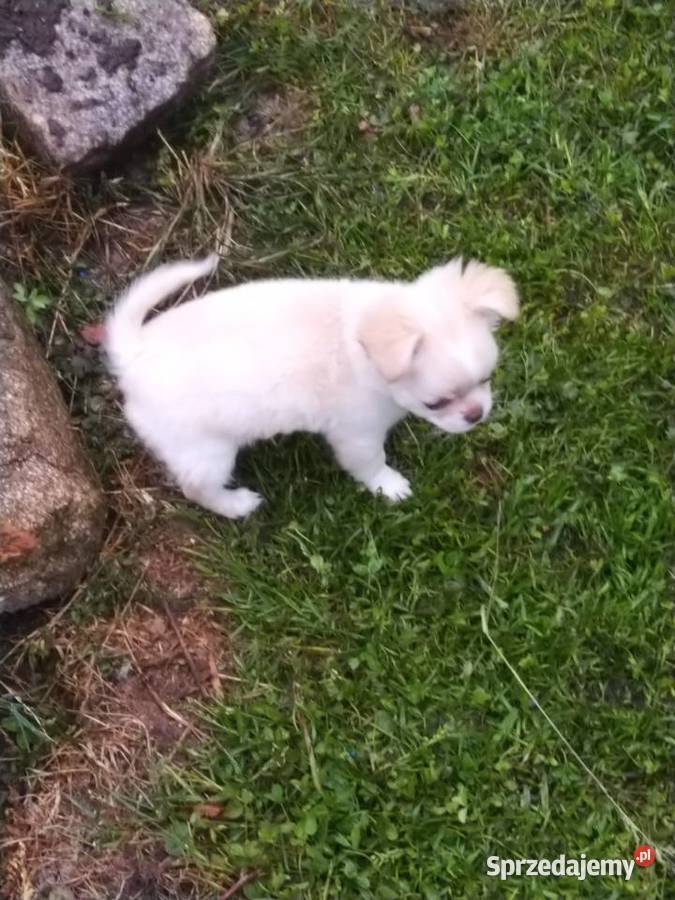 Śliczna malunia sunia chihuahua Zwierzęta Głogów