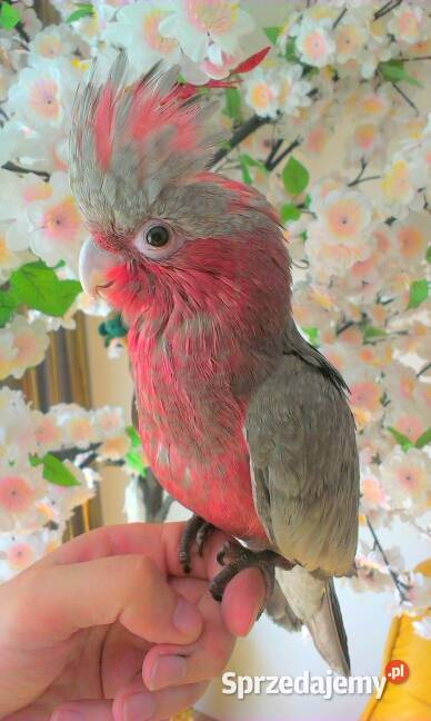Papuga kakadu różowa ręcznie karmiona mazowieckie Warszawa