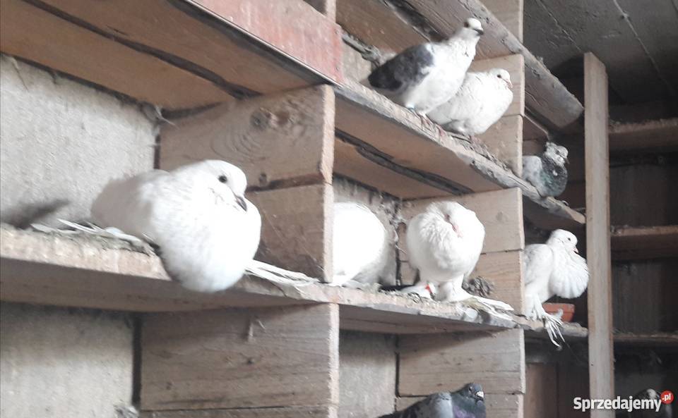 Gołębie garłacze Tuliszków