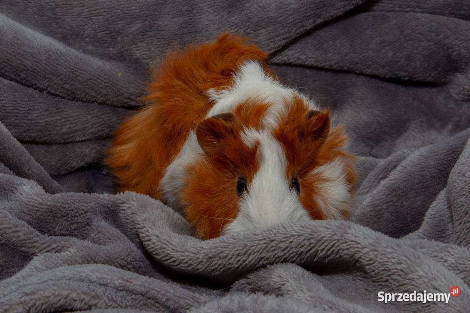 świnka morska cavia domowa SAMIEC