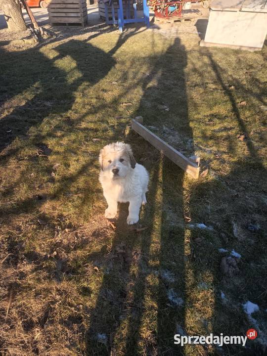 śliczne owczarki środkowoazjatyckie