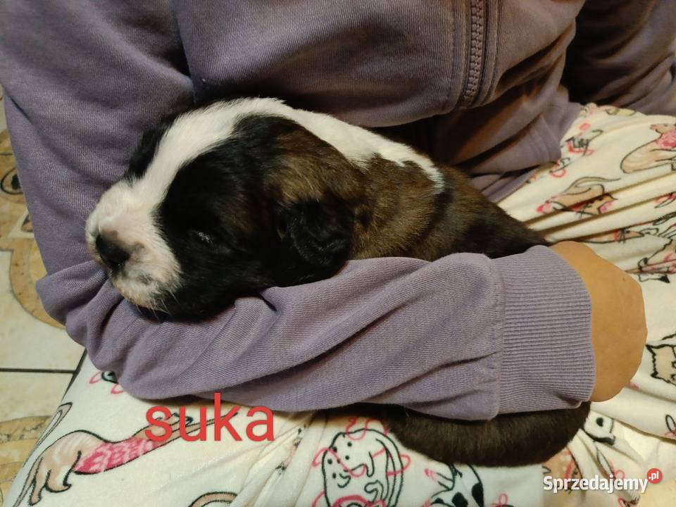 Szczeniaki Bernardyna Przysucha