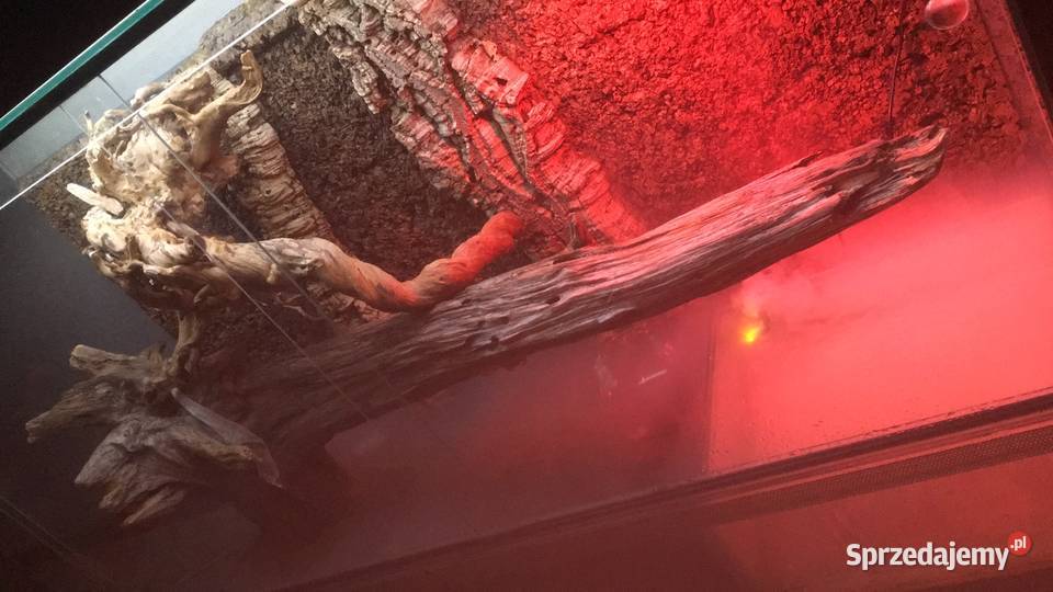 Boa Cesarski Sharp Albino Goleniów sprzedam