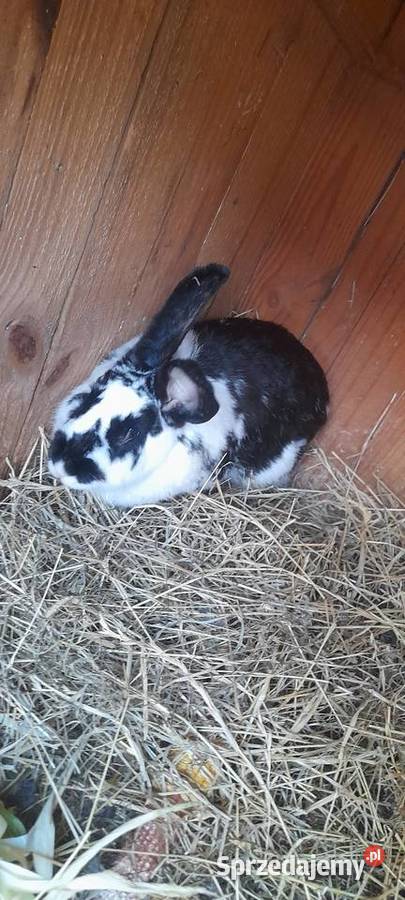 Samica królika mieszaniec z 4 młodymi świętokrzyskie Skalbmierz