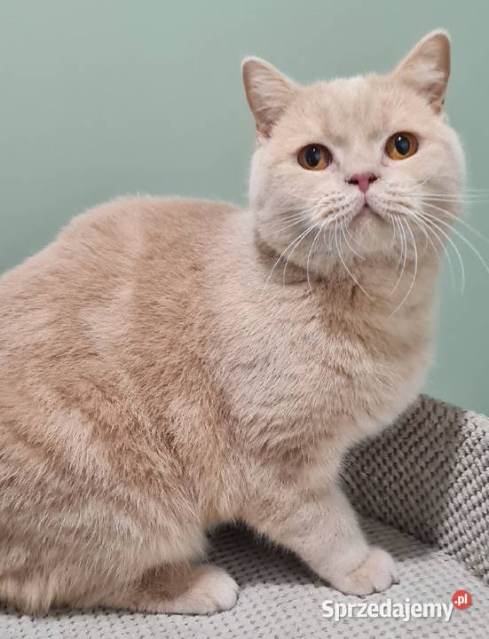 Kocur brytyjski kremowy