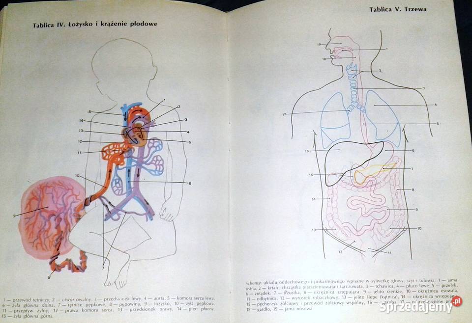 Encyklopedia zdrowia dziecka Opracowanie Chełm sprzedam