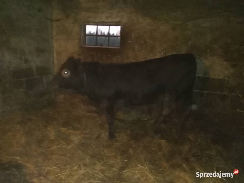 Byk LIMOUSINE ok 400 Urszulin