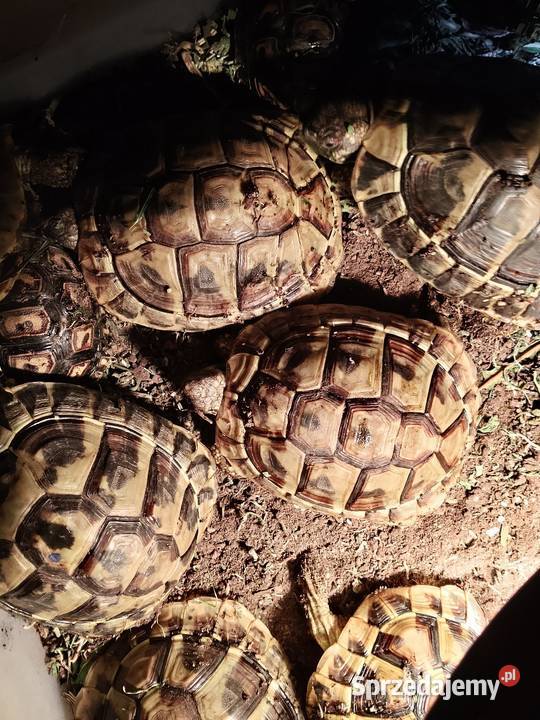 Żółw Grecki Olsztyn bezpieczna wysyłka cała warmińsko-mazurskie sprzedam