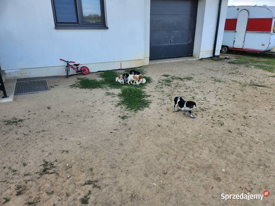 Spaniel Bretonski Sanniki