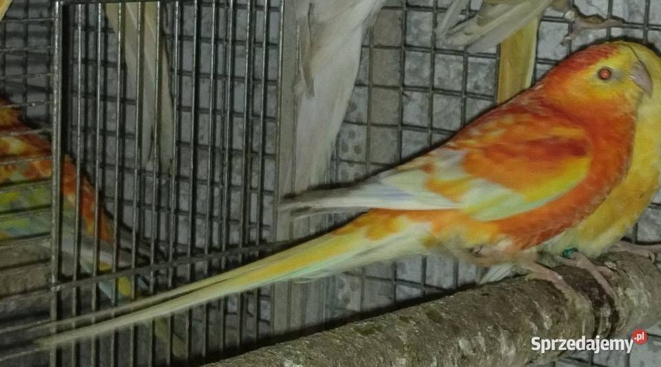 Papugi swiergoty śląskie Wodzisław Śląski