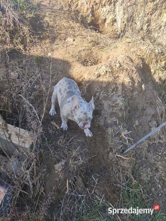 Buldog francuski lilac merle Buldog