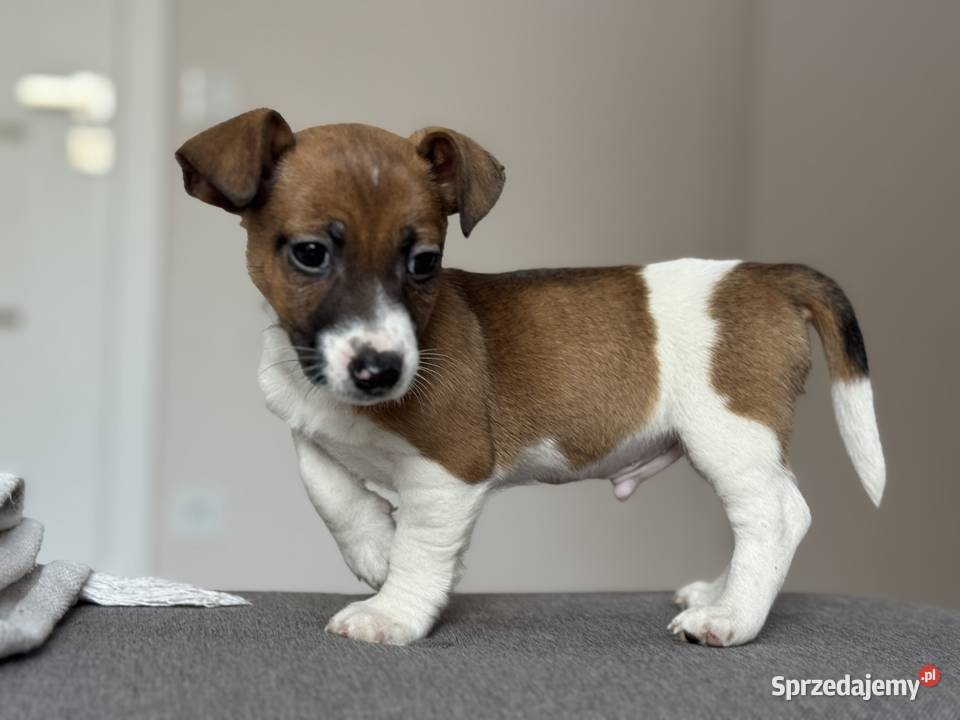 Jack Russell Terrier piesek Częstochowa