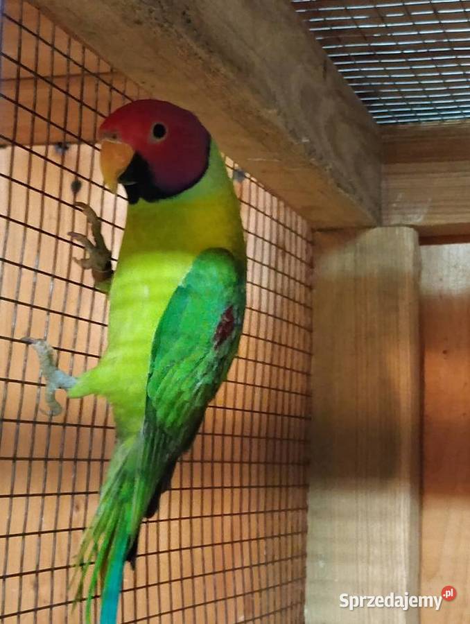 Aleksandretta Śliwogłowy Kamień Górowski