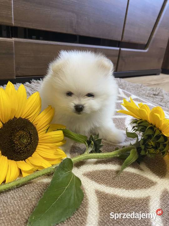 SZPIC MINIATUROWY POMERANIAN ŚLICZNE PIESKI Drogusza