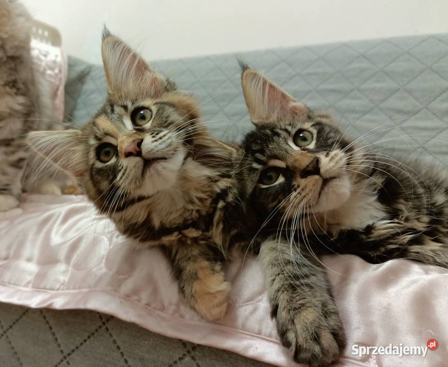 Cudowne kociaczki Maine coon Wrocław