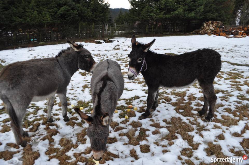 ośliczka osioł osiołek dolnośląskie Stronie Śląskie sprzedam