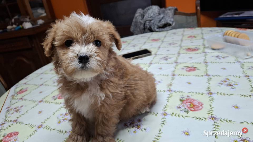 Maltipoo z metryką Ełk