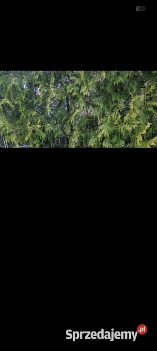 Rower Górski 26 pomorskie Jantar