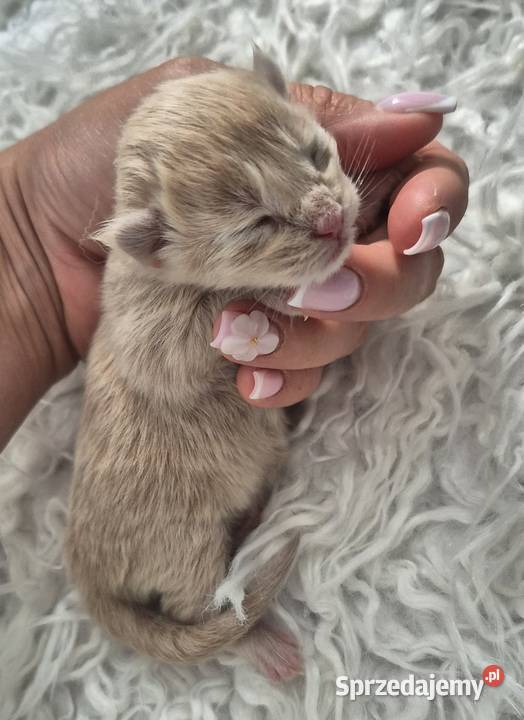 Maine Coon dwa kocurki do rezerwacji Kliniska Wielkie sprzedam