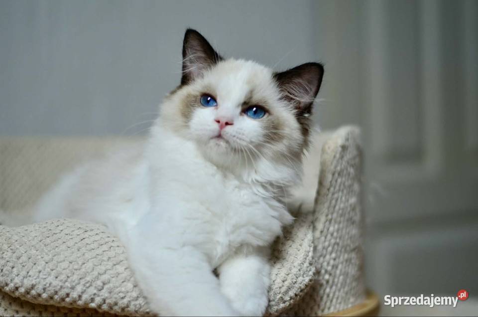 Faworek kocurek Ragdoll Malbork