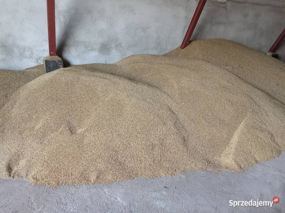 Jęczmień paszowy Jęczmień ozimy mazowieckie Opinogóra Górna