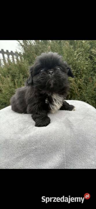 Piekińczyk trzy samce szczeniaki małopolskie Kraków