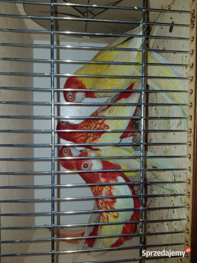 Rozelle białolice lutino rubino czerwone Wodzisław Śląski