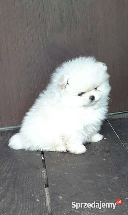 Szpic miniaturowy pomeranian miś Pabianice