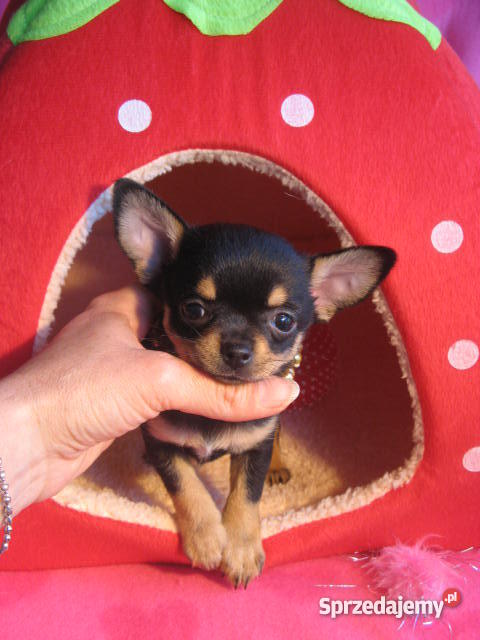 CHIHUAHUA mini najmniejsze cziłała pomorskie Gdańsk