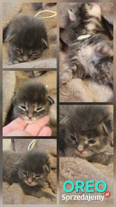Maine coon do rezerwacji odbior lipiec Szczecin