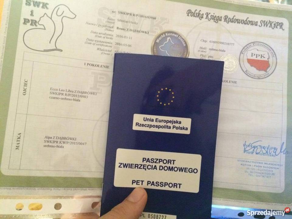 Siberian Husky RODOWÓD EU Paszport Psy Warszawa sprzedam