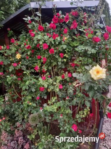 Działka ROD 300 m2 Ostrowiec Świętokrzyski