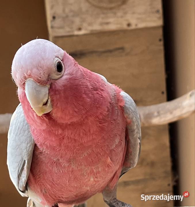 Kakadu Różowe szczepiące na Lutino Ptaki Sztum