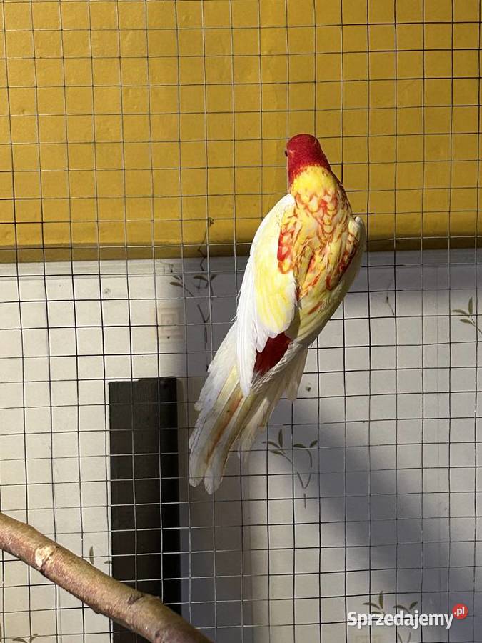 Papuga Rozella Białolica małopolskie